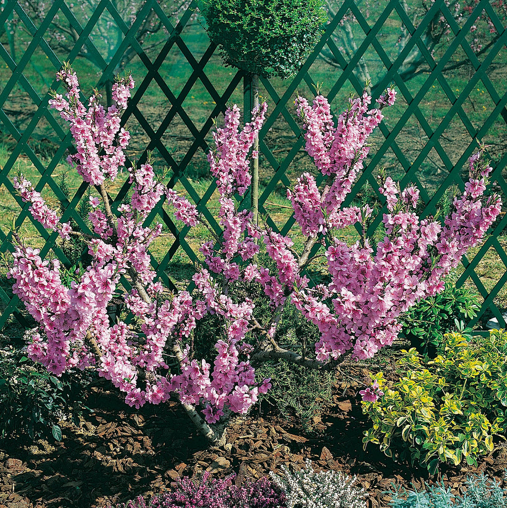 Peach Amber Patio Tree Bare Root & Fert 50gms