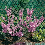 Peach Amber Patio Tree Bare Root & Fert 50gms