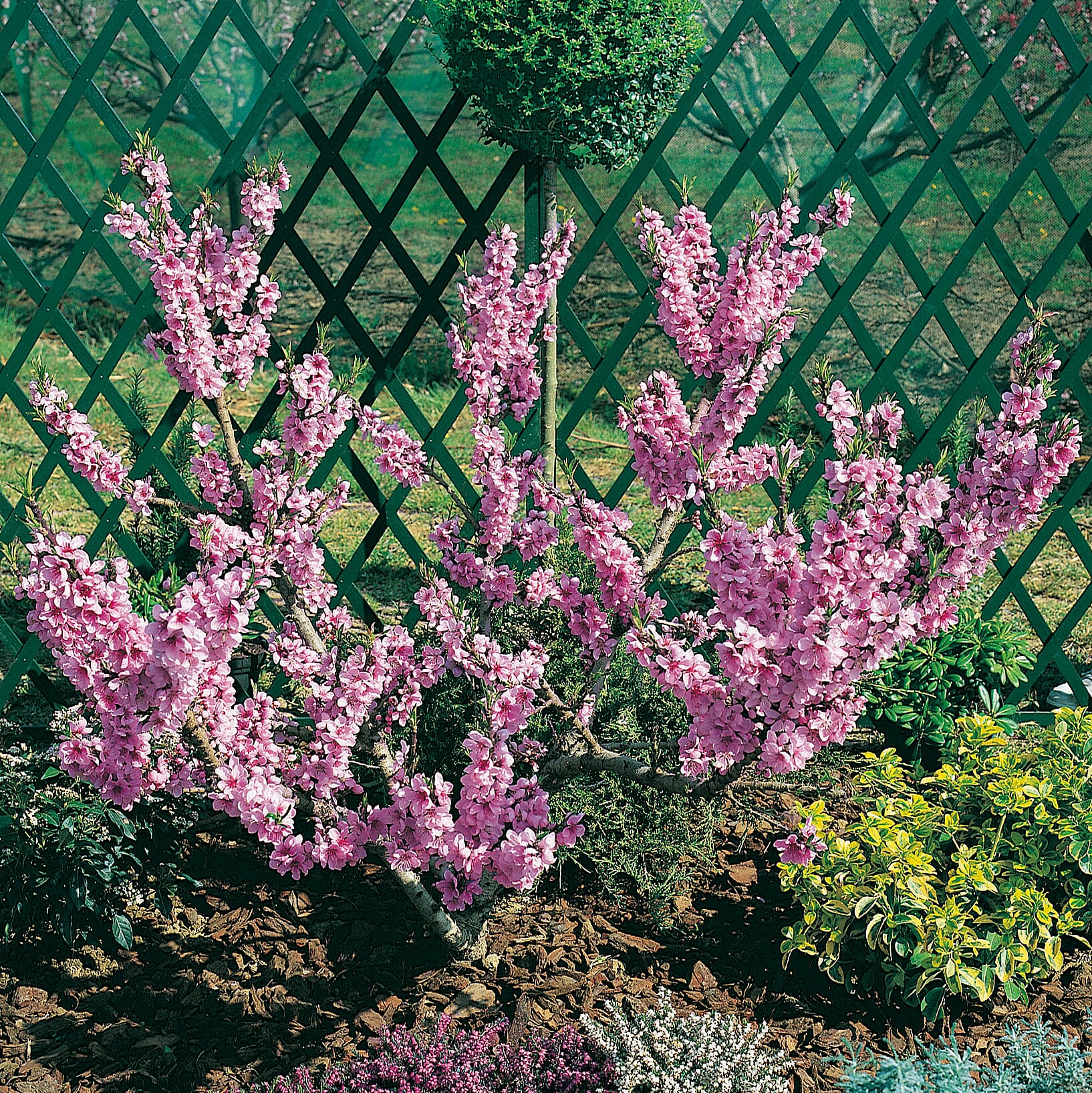 Peach Amber Patio Tree Bare Root & Fert 50gms