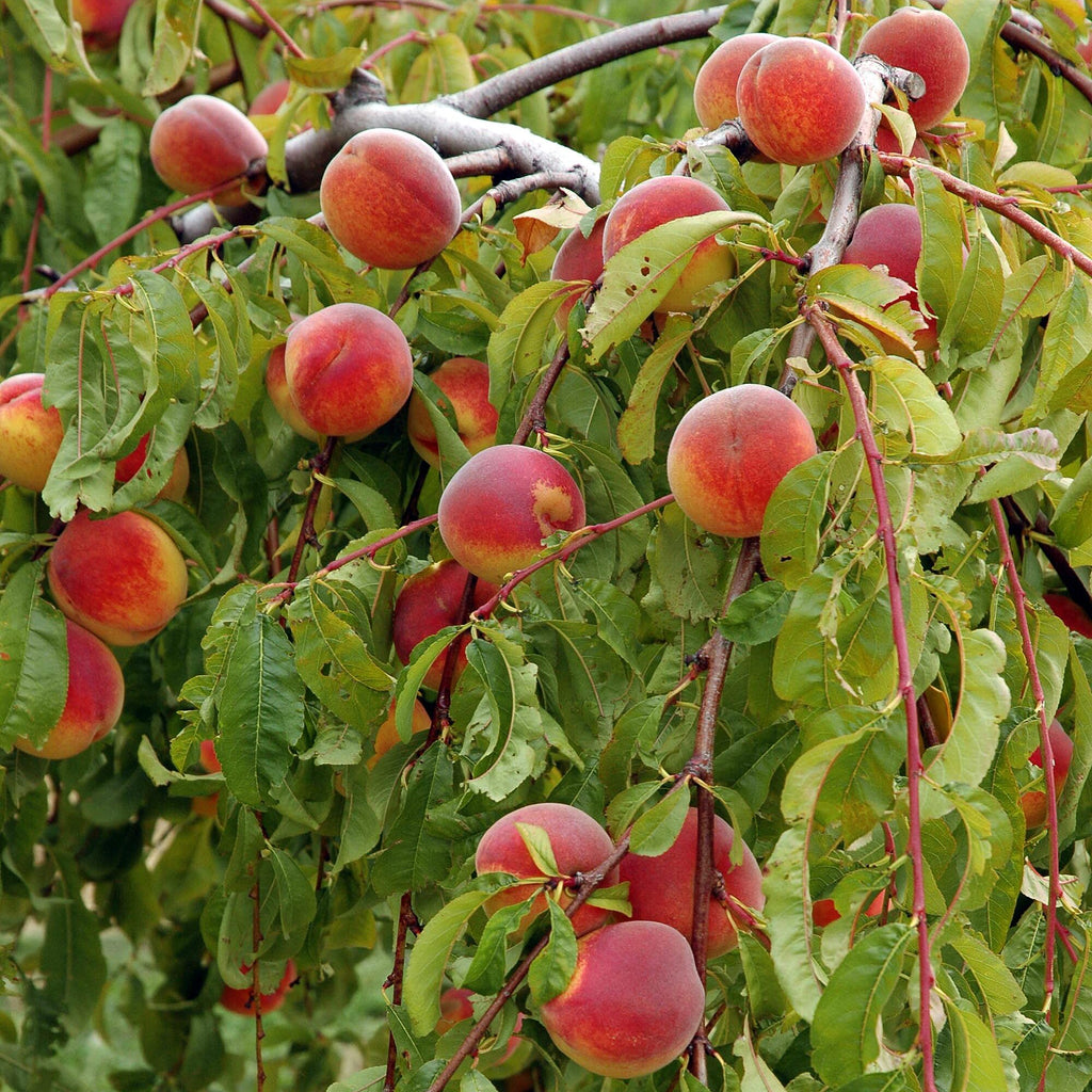 Peach Amber Patio Tree Bare Root & Fert 50gms
