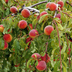 Peach Amber Patio Tree Bare Root & Fert 50gms