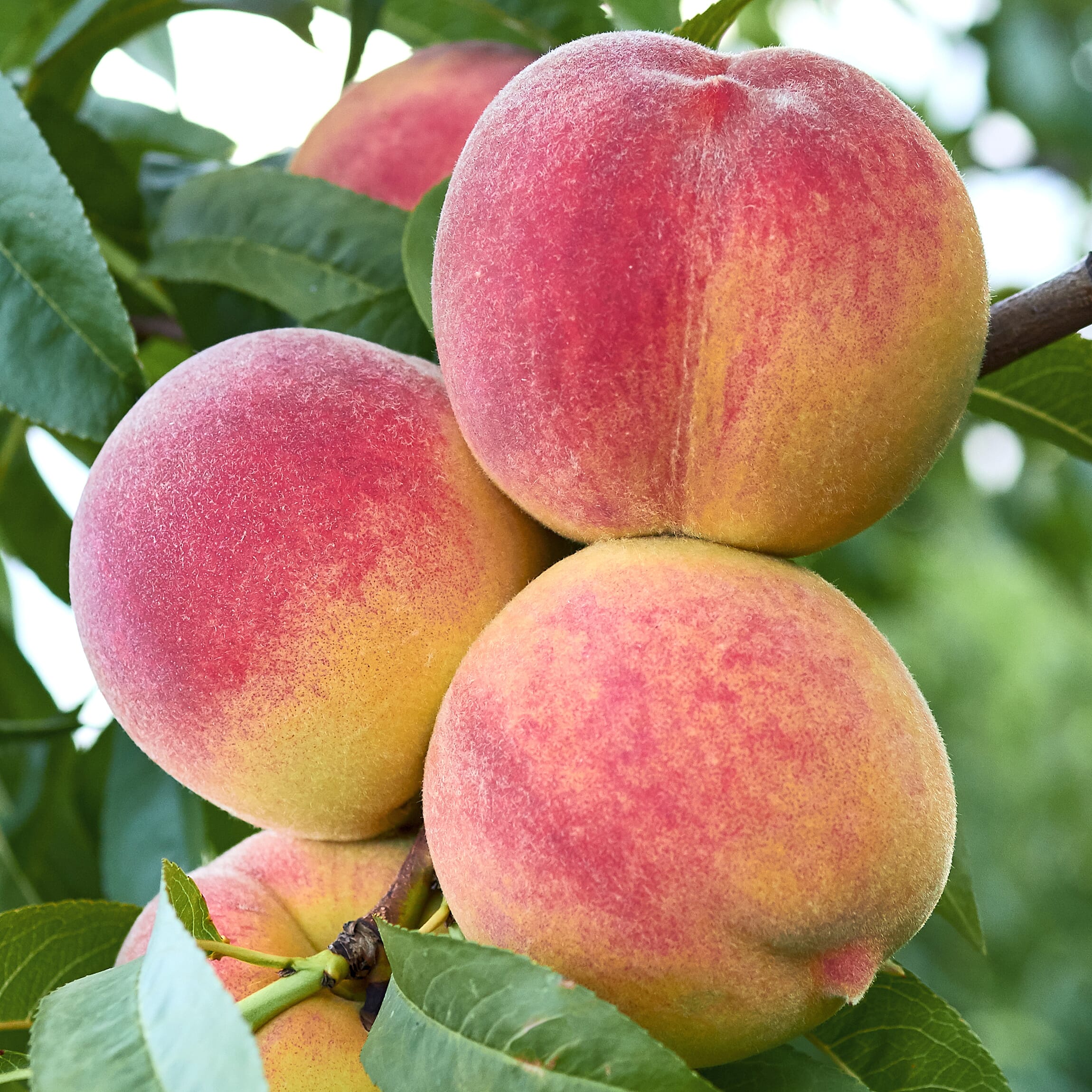Peach Amber Patio Tree Bare Root & Fert 50gms