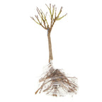Peach Amber Patio Tree Bare Root & Fert 50gms