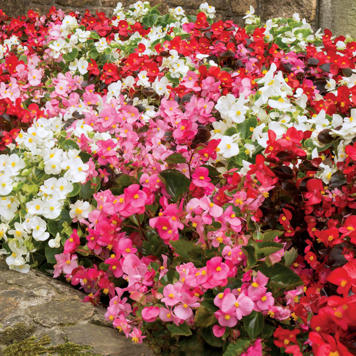 Begonia Sahara Plug x 24