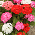 7759187_1.jpg