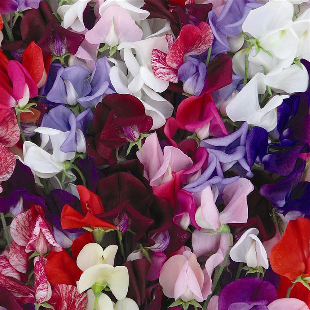 Your Ideal Sweet Peas Heirloom Mix Live Plants x 6