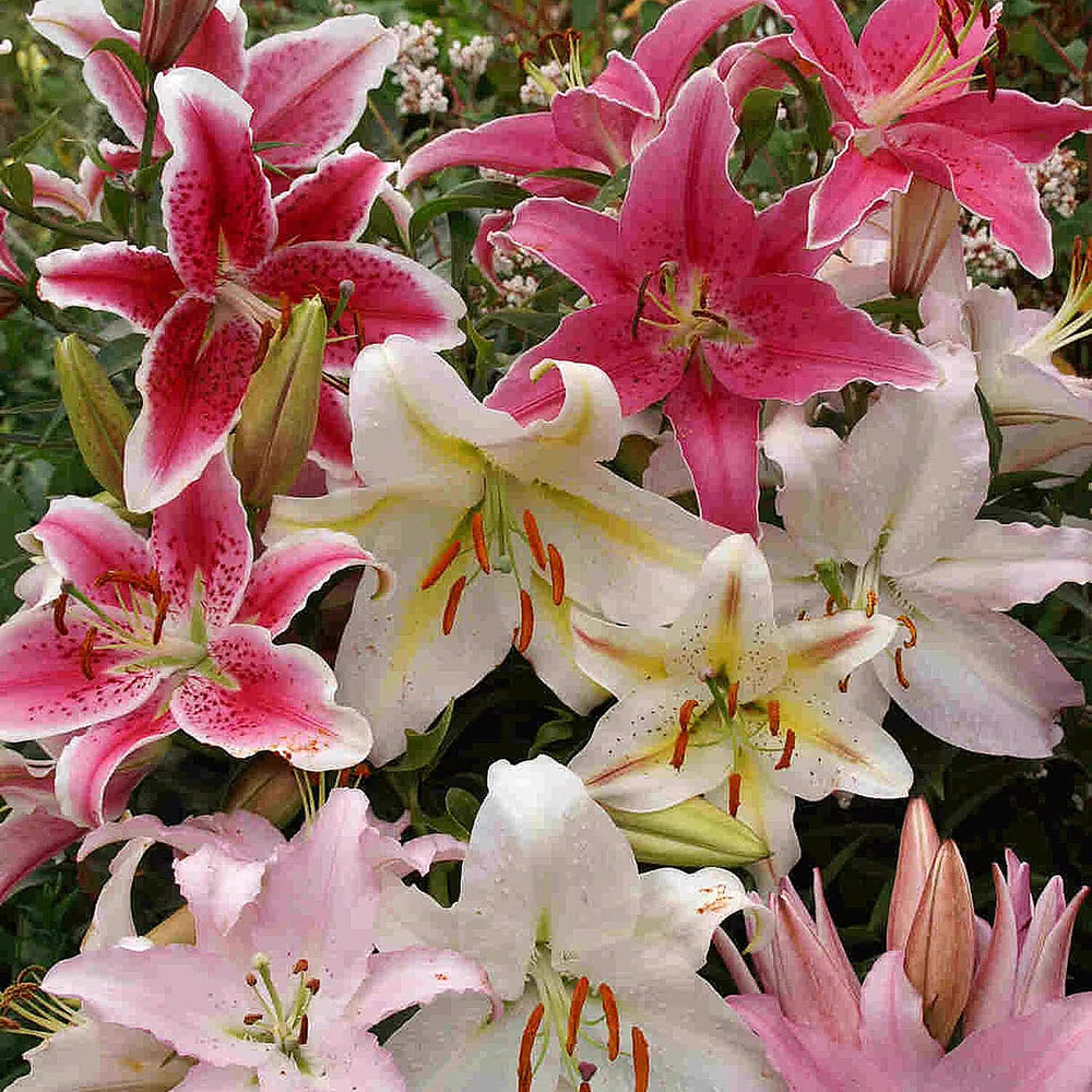 Your Ideal Oriental Lilies Live Plants x 18