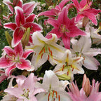 Your Ideal Oriental Lilies Live Plants x 18