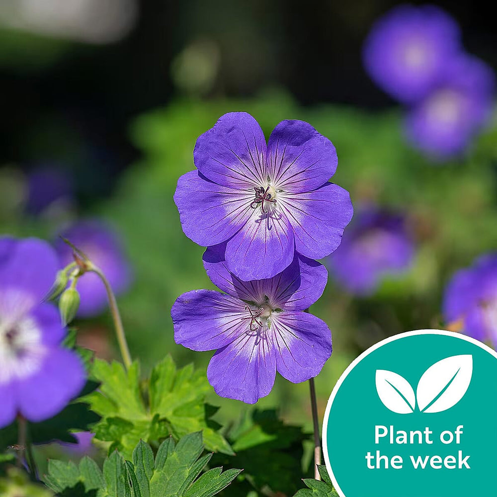 Your Ideal Geranium Rozanne 9cm Potted Plants x 3 - Blue