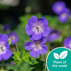 Your Ideal Geranium Rozanne 9cm Potted Plants x 3 - Blue