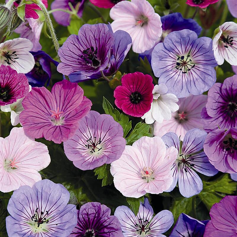Your Ideal Easy Hardy Geranium Mixed Colours - Bare Roots Live Plants x 5
