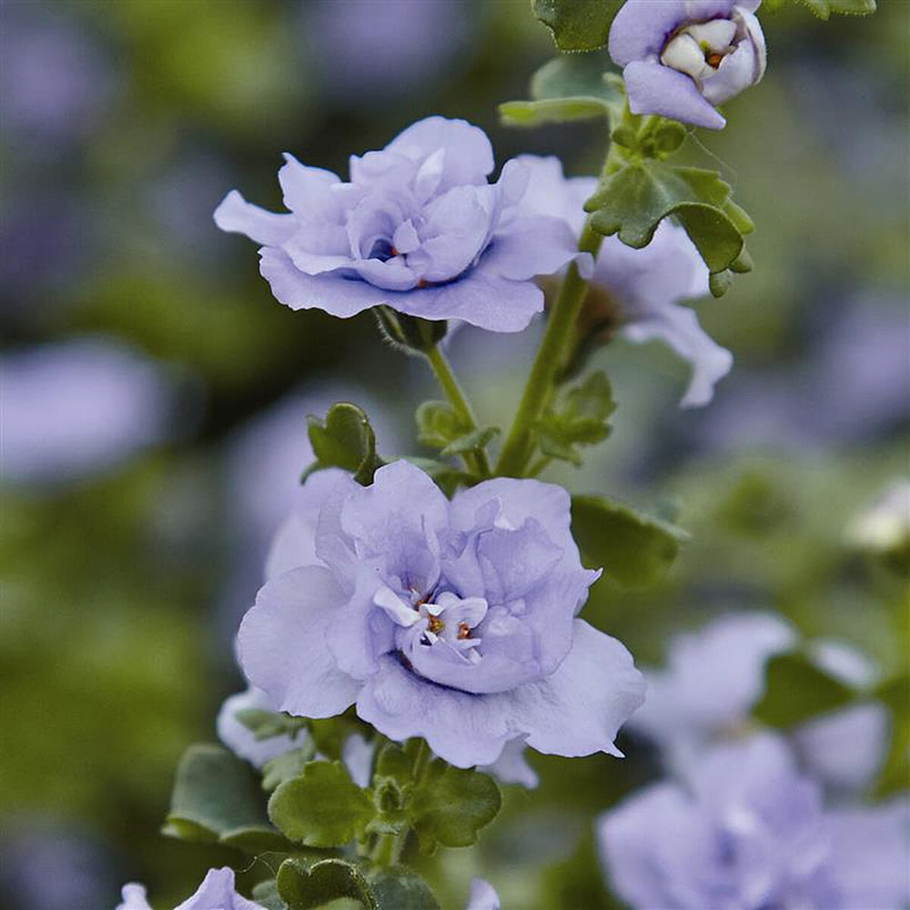 Your Ideal Beautiful Bacopa 4.5cm Young Plants x 9 - Multi