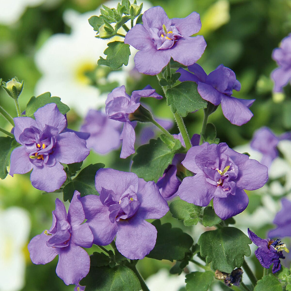 Your Ideal Beautiful Bacopa 4.5cm Young Plants x 9 - Multi