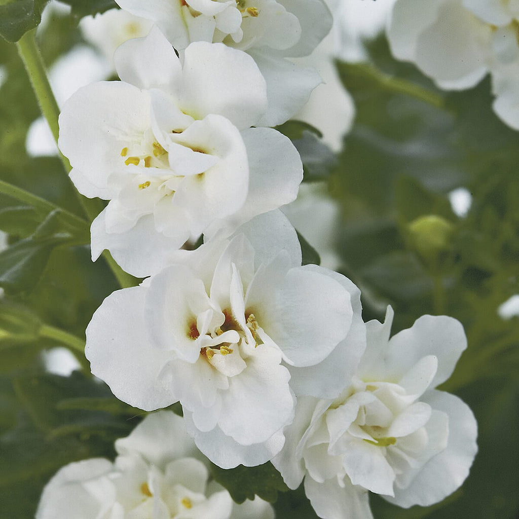 Your Ideal Beautiful Bacopa 4.5cm Young Plants x 9 - Multi