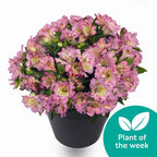 Your Ideal Alstroemeria Inticancha Sunday 2 litre pot - Pink