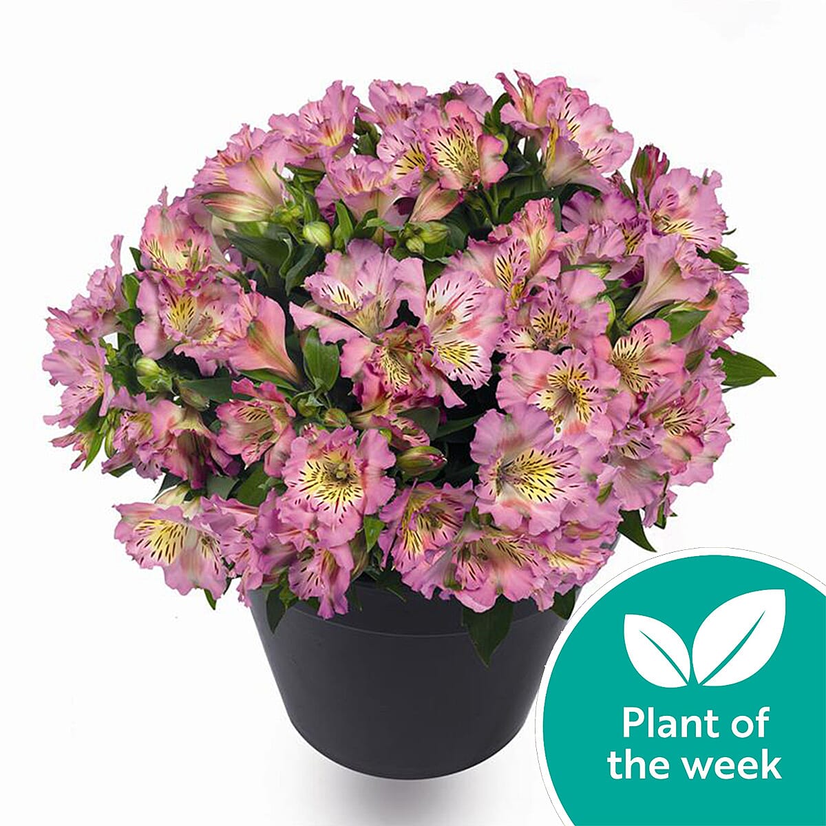 Your Ideal Alstroemeria Inticancha Sunday 2 litre pot - Pink