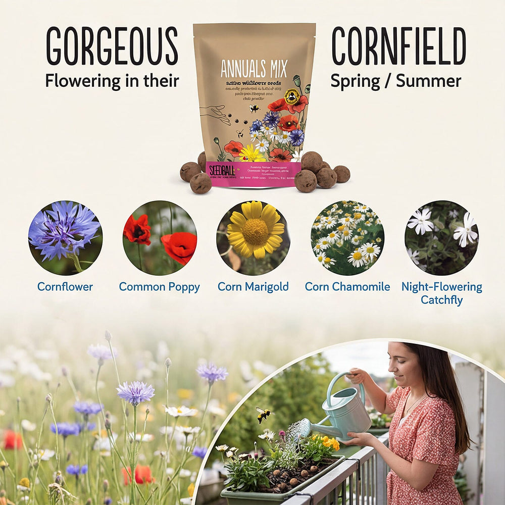 Seedball Annuals Mix 100-Ball Wildflower Grab Bag - Pink