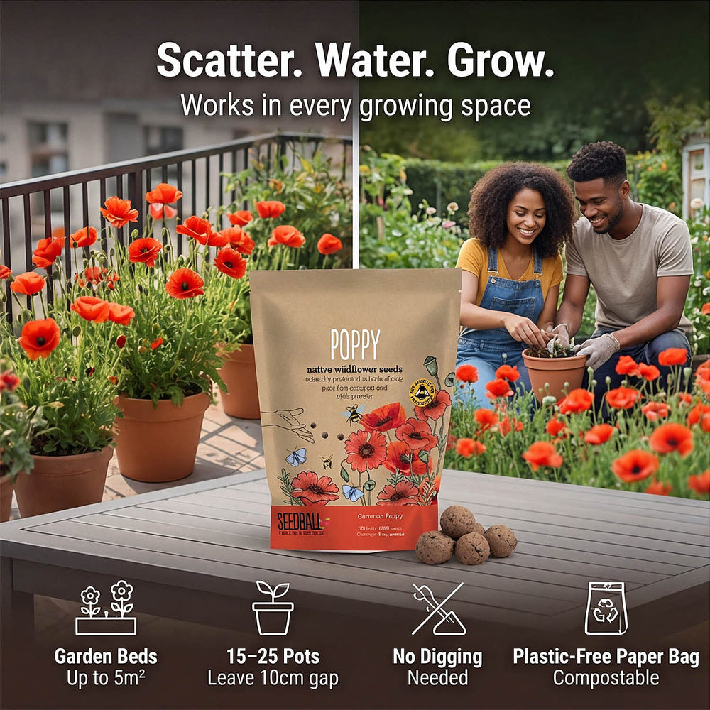 Seedball Poppy Mix 100-Ball Wildflower Grab Bag - Red