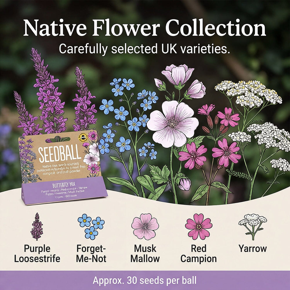 Seedball Bee Mix 12-Ball Wildflower Hanging Pack - Purple