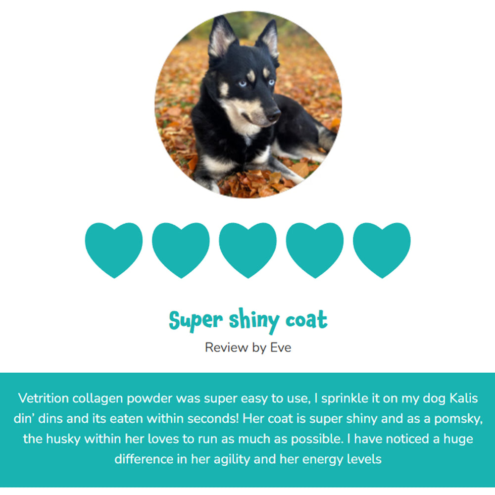 "  Everyday Collagen for dogs"_8724154_2