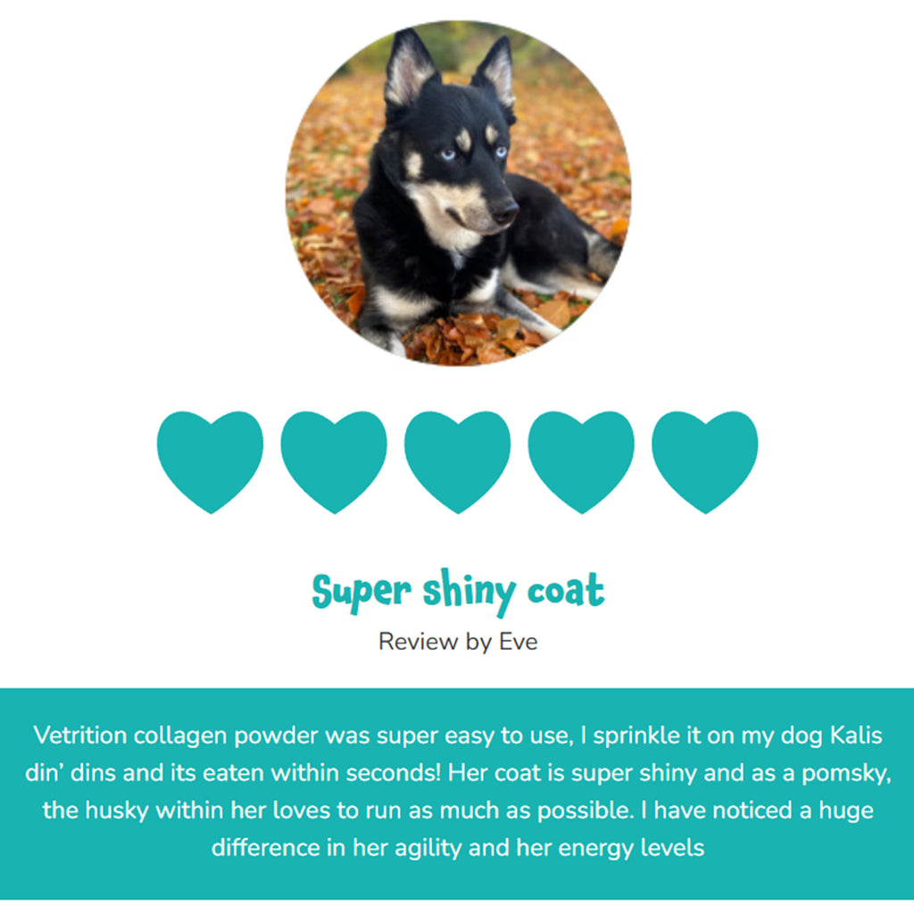 "  Everyday Collagen for dogs"_8724154_2