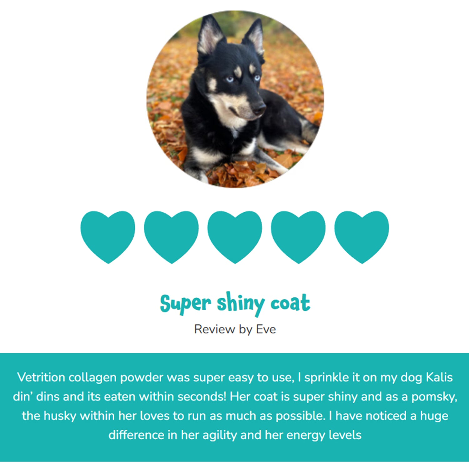 "  Everyday Collagen for dogs"_8724154_2