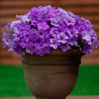 8733218_5.jpg