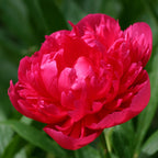 8894036.jpg