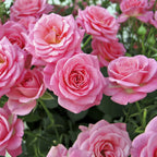 8894935_1.jpg