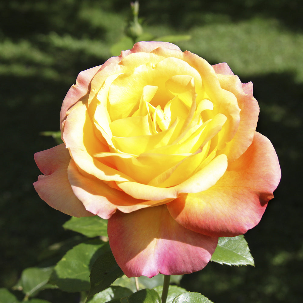 8894935_4.jpg