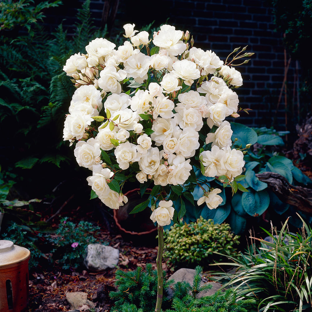 8899170_1.jpg
