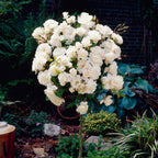 8899170_1.jpg