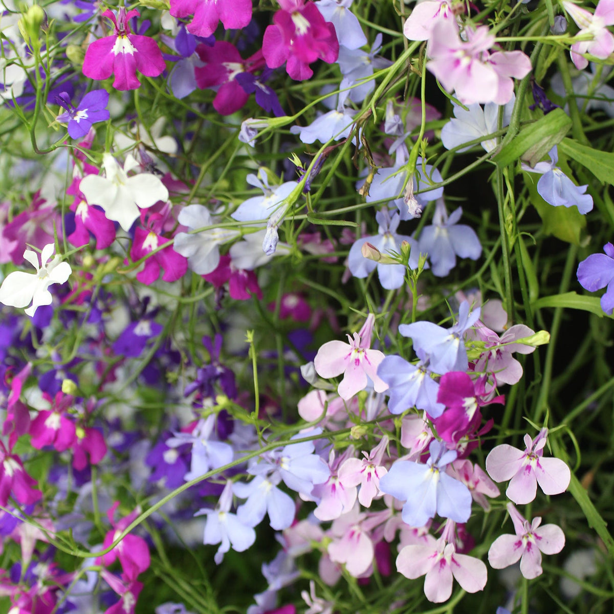 Gardening Direct Petunia