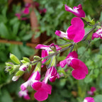 8920150_1.jpg
