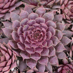 8927796_6.jpg