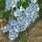 8932860_1.jpg