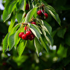 8932966_2.jpg