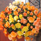 8933010_1.jpg