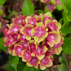 8944114_5.jpg
