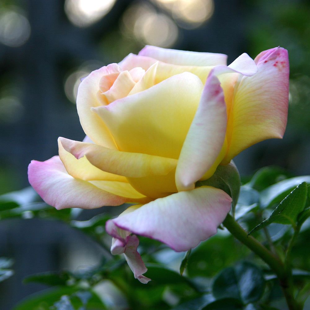8944353_1.jpg