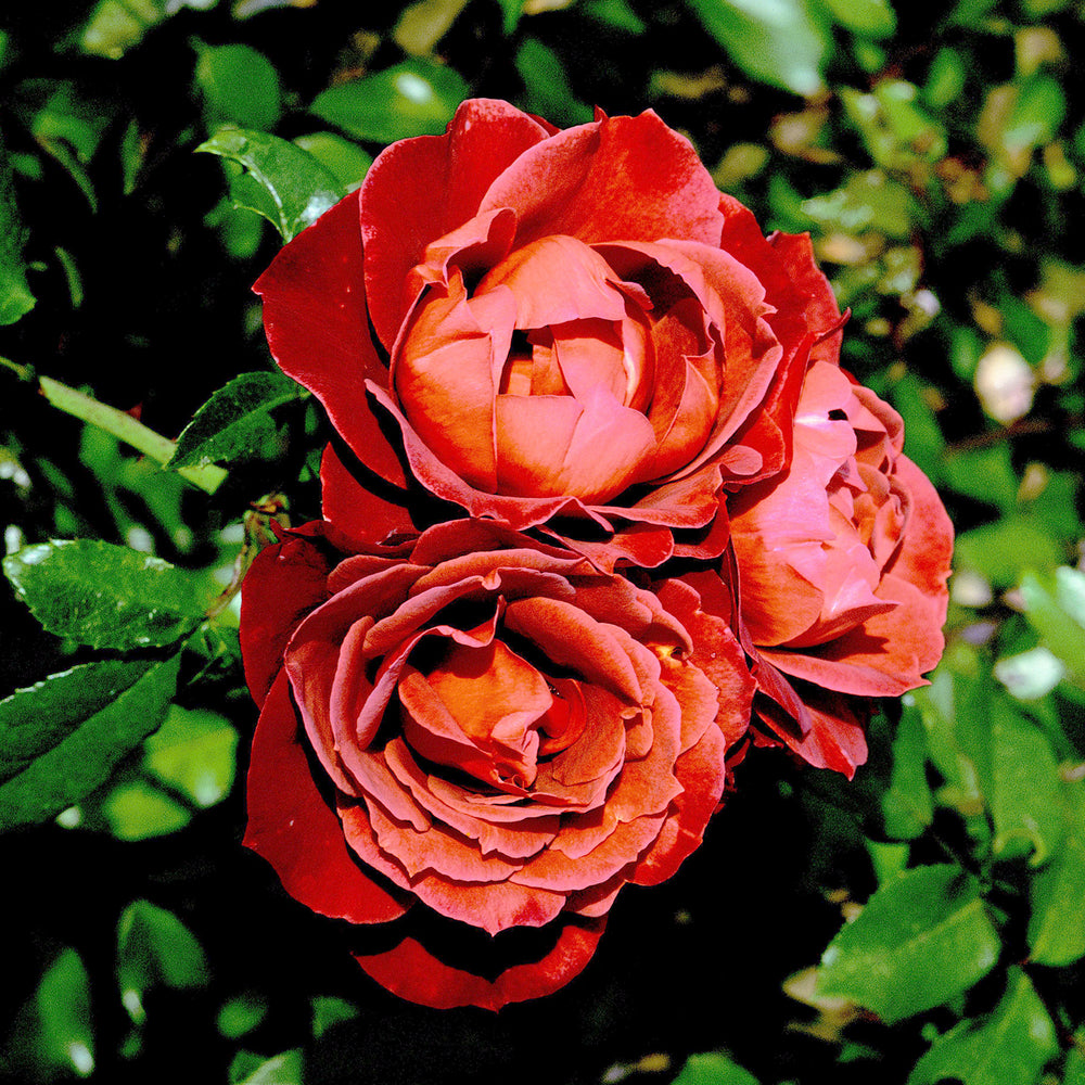 8952912_1.jpg