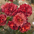 8952912_2.jpg