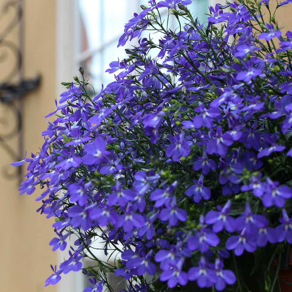 8960237.jpg