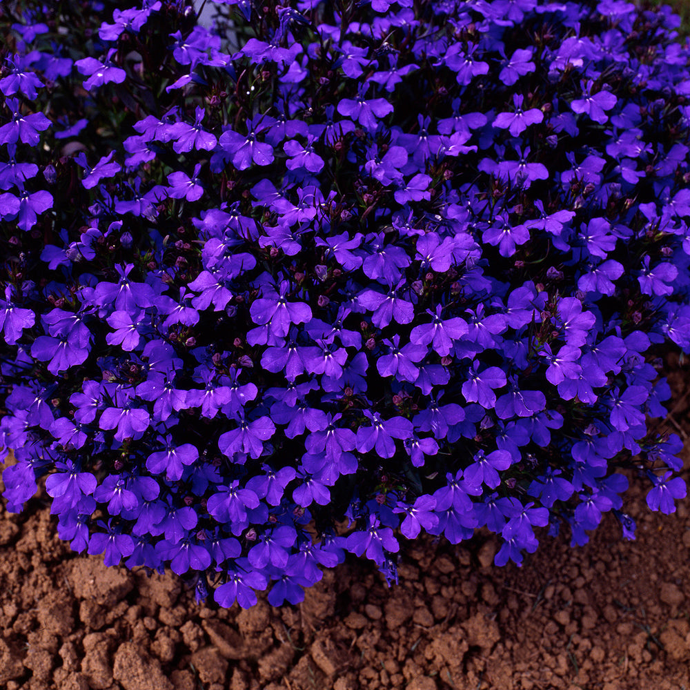 8960237_1.jpg