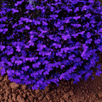 8960237_1.jpg