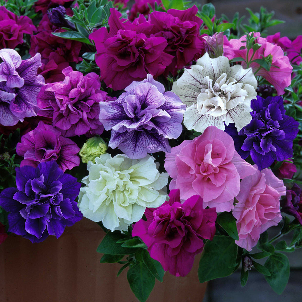 8960306.jpg