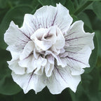 8960306_5.jpg