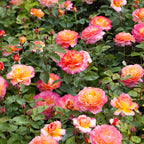 8960323_2.jpg