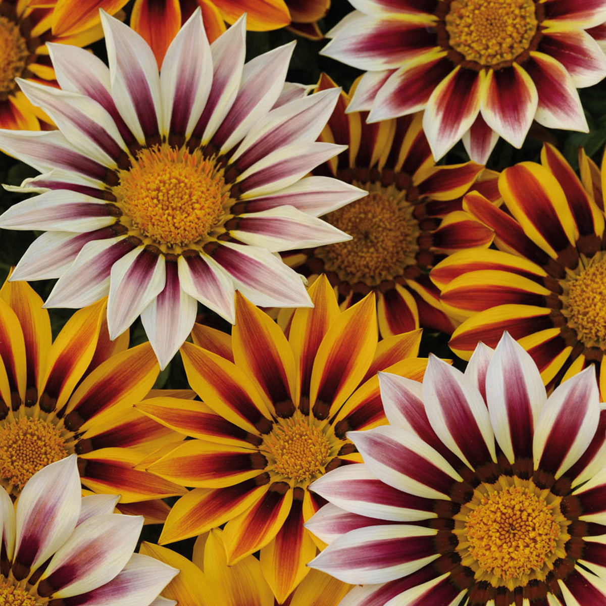 Gardening Direct Gazania Tiger Stripes Mix Garden Ready 20
