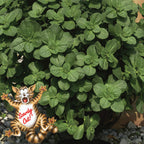8961182_1.jpg